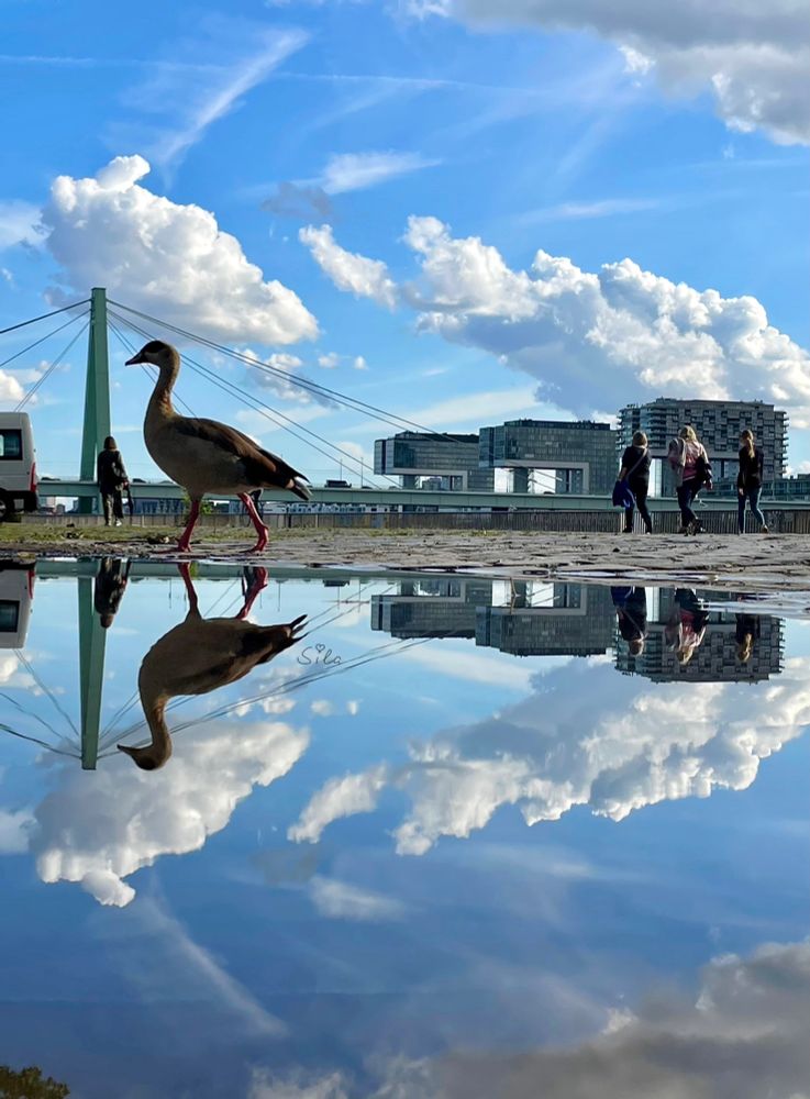 Nilgans und Kranhäuser, Menschen und blauer Himmel mit vielen Wolken gespiegelt in einer Pfütze. 