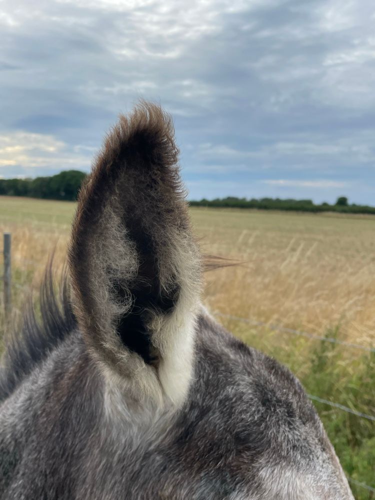 Das rechte, flauschige Ohr von Bella. 