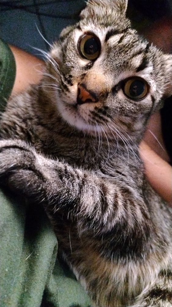 Rakshasa, meu gato, deitado no meu colo olhando pra câmera 