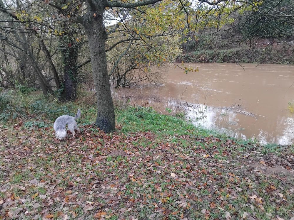 The river starting to break its banks. There is a small, curly-haired, grey dog to the left in front of a tree. The ground is covered in brown and yellow leaves.