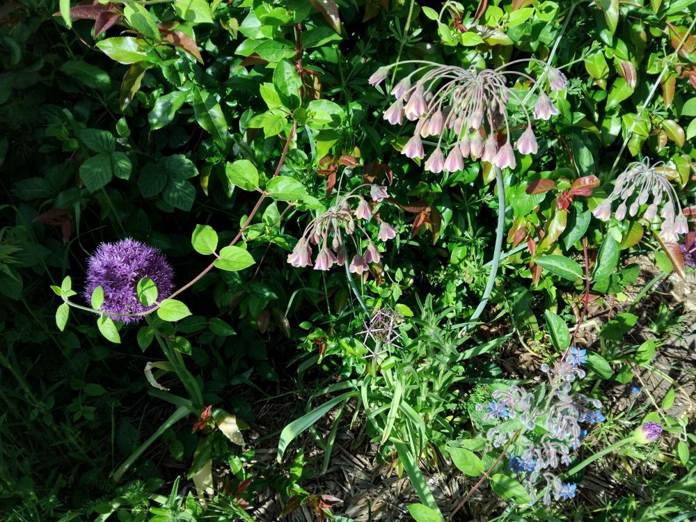 Japanese quince covered in honeysuckle tendrils with a variety of alliums and borage in front