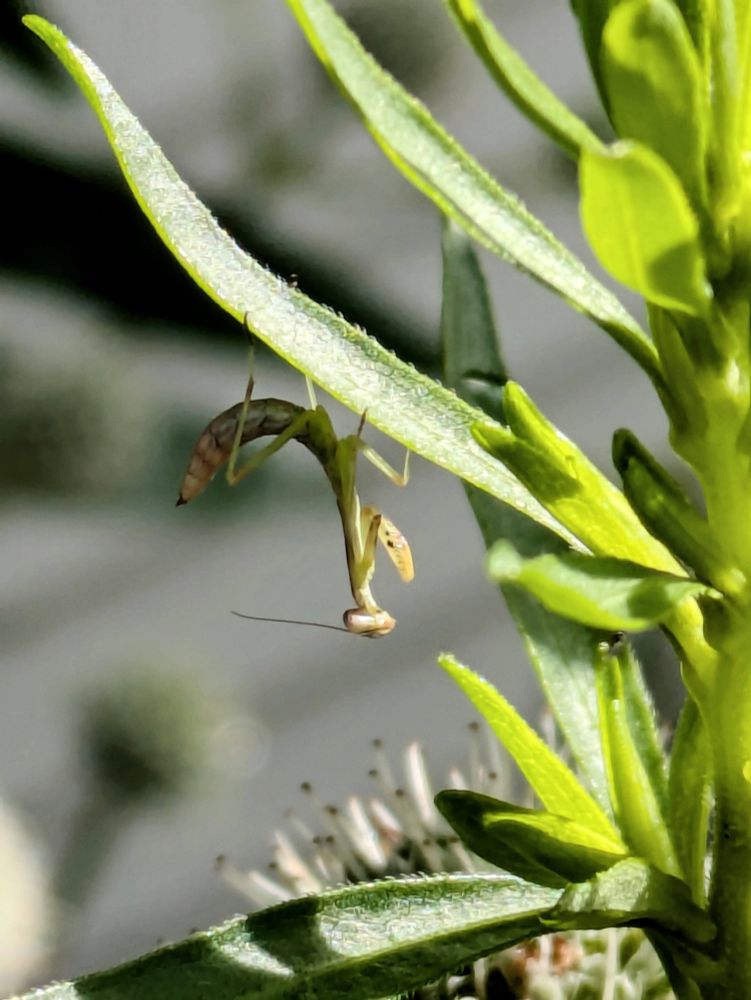 Baby praying mantis clinging upside down to a narrow bright green leaf. The mantis' thorax is curved in a half circle. Its arms are cocked and ready to grab a small insect.