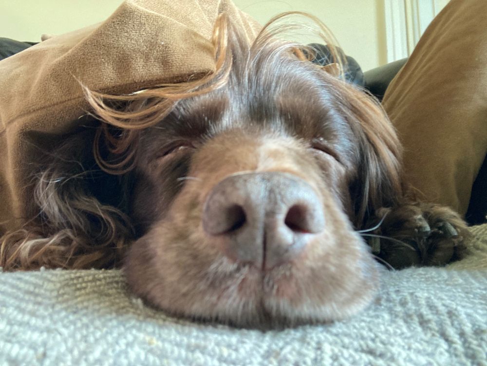 Photo of a chocolate coloured working cocker spaniel, nose-first, asleep under some cushions