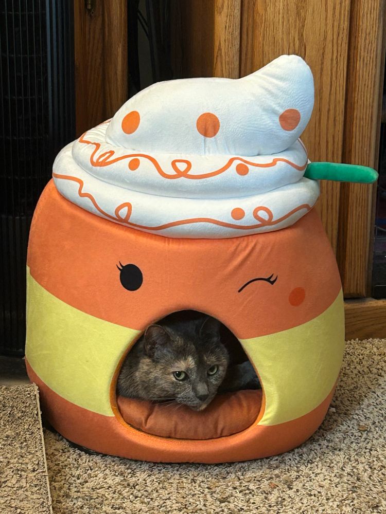 A dilute tortoiseshell cat with her head poked out of a bed shaped like a pumpkin spice latte. 