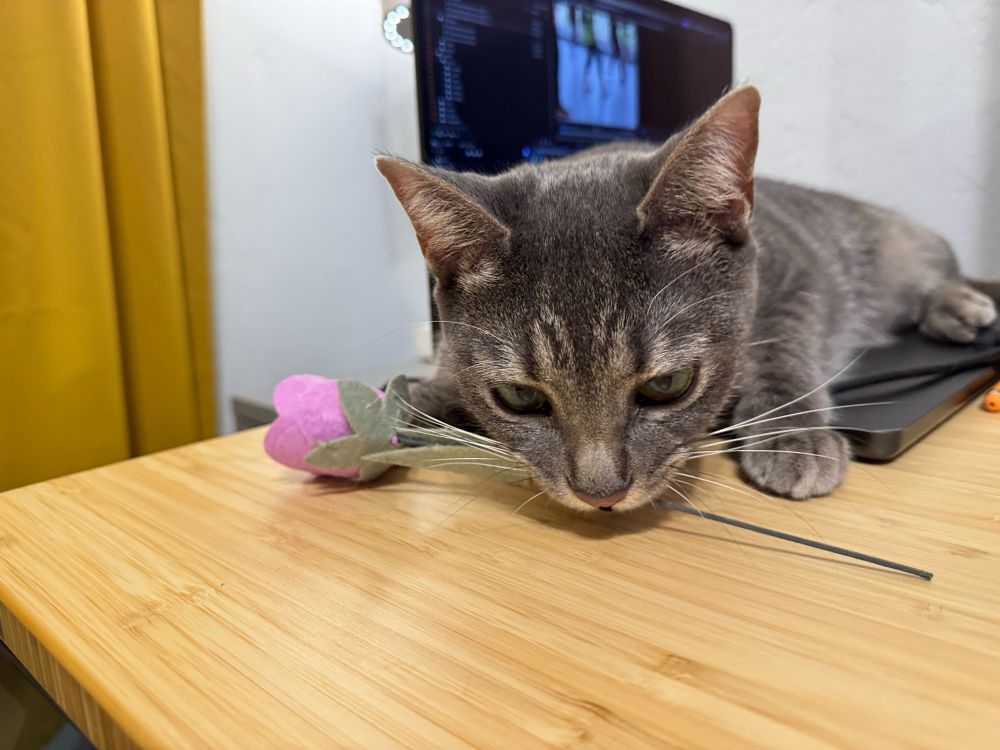 a grey striped tabby kitten sits on a wooden computer desk with a felt rose in its mouth facing the camera. the rose is pink. the kitten's eyes are downcast and reverant. his name is Dignan and he is is my friend.