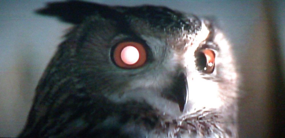 The artificial owl from “Blade Runner”