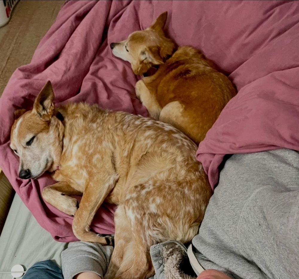 2 small tan and white dogs asleep and curled up on a dark pink doona, on a bed with Bridie lying on her side & the dogs lying against her chest, stomach and upper legs, photos taken from above, birds-eye-view