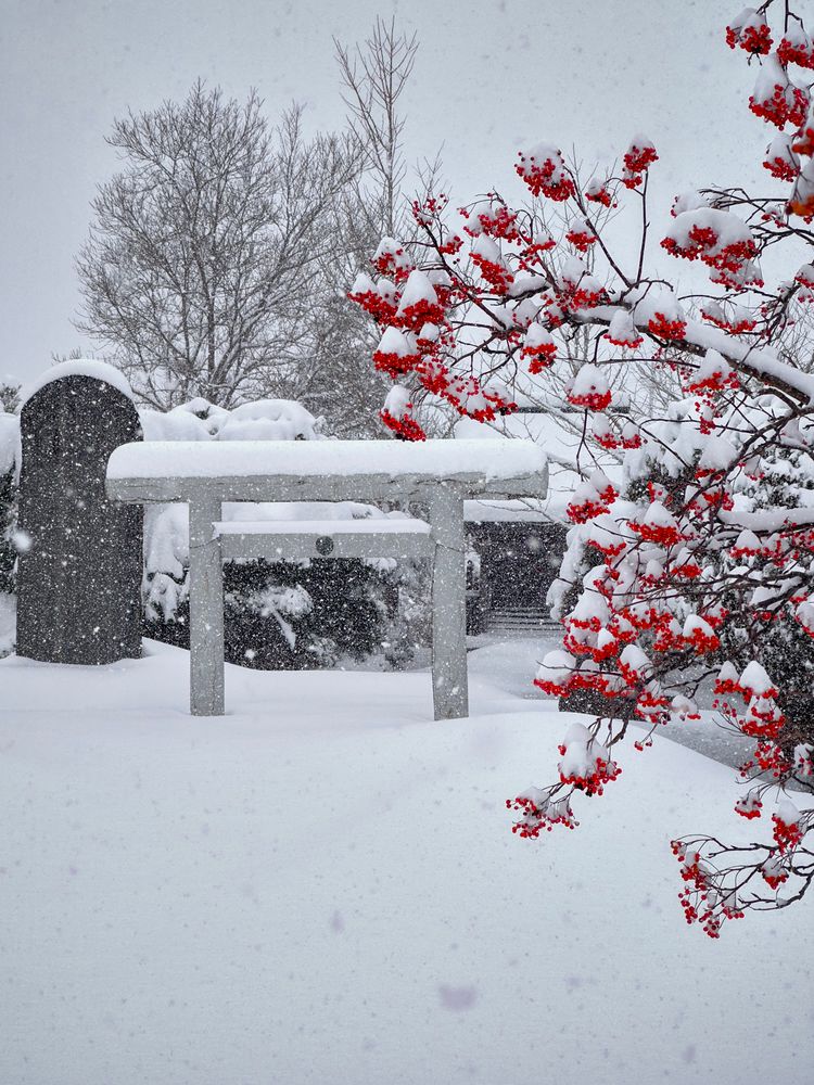 A light grey stone tori gate covered in snow in the background, and clusters of red berries on skinny branches coming into the frame on the right. The berries are capped with white snow, and the ground is covered in undisturbed white snow.