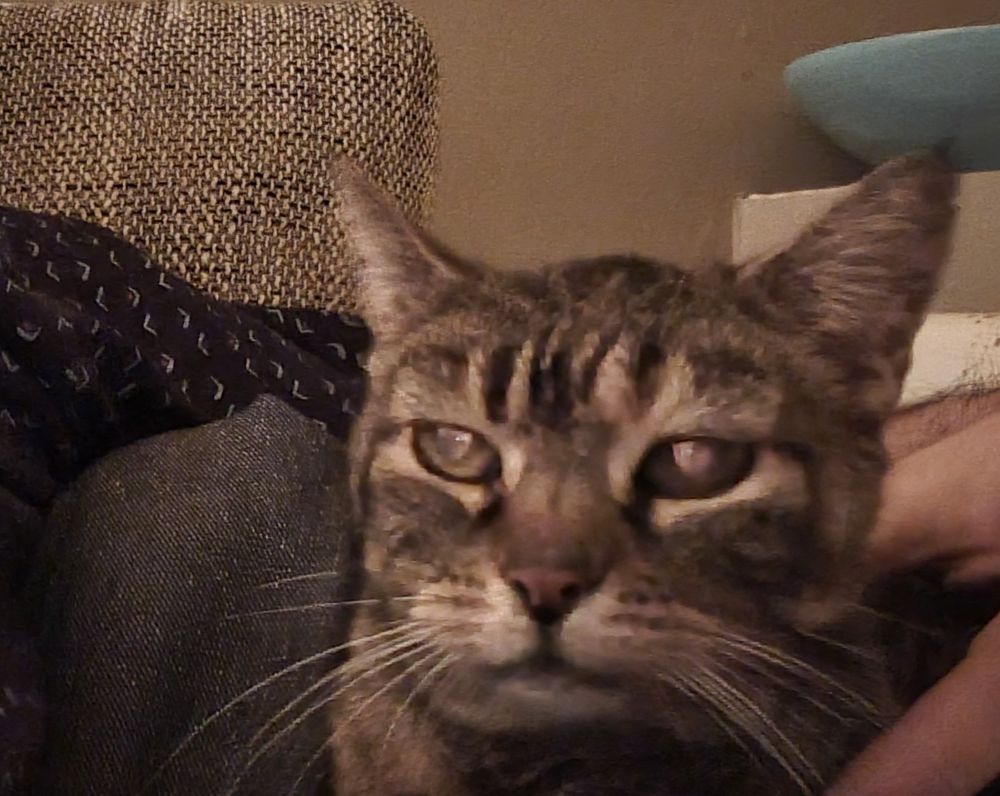 Schnappschuss einer etwas missmutig drein schauenden Katze