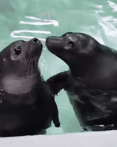 two seals kissing in the water with the word love written on the wall