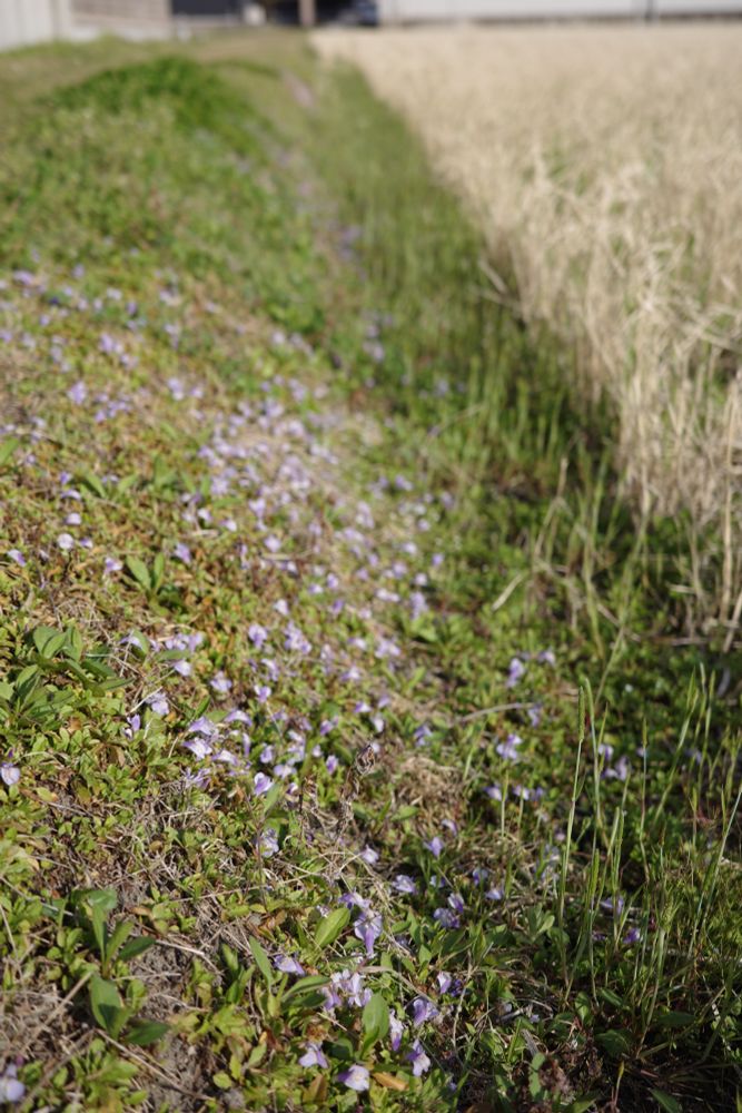 田んぼの畦　ムラサキサギゴケ
