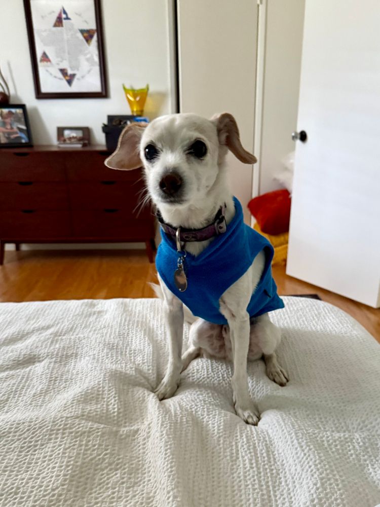 A parson russell terrier sitting on a bad wearing a blue sweater