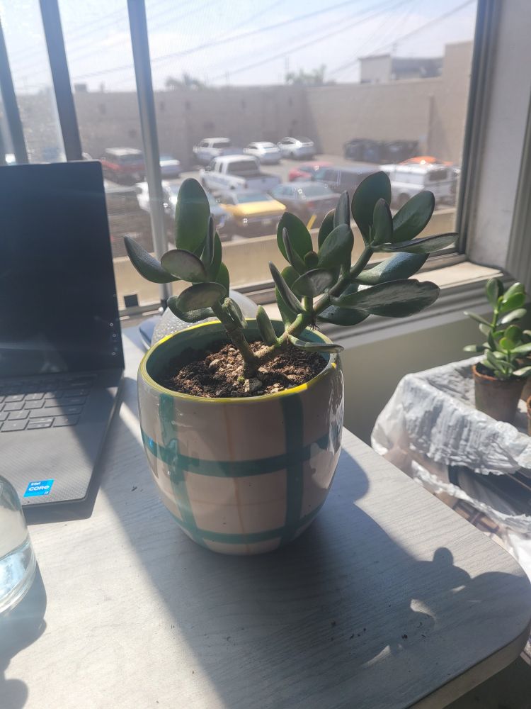 One of the cuttings potted in a larger white and blue ceramic pot.
