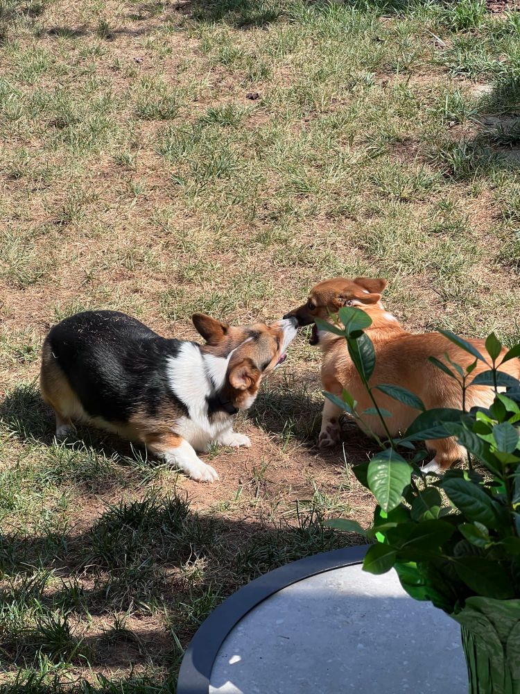 Two corgis playing