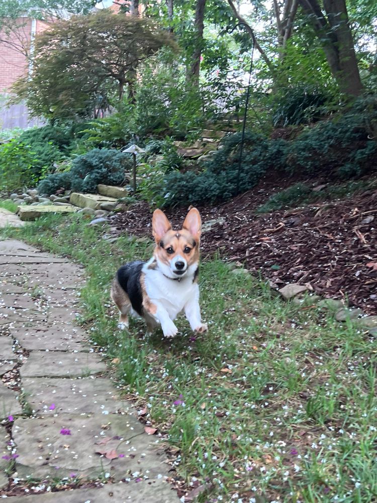 Daisy running