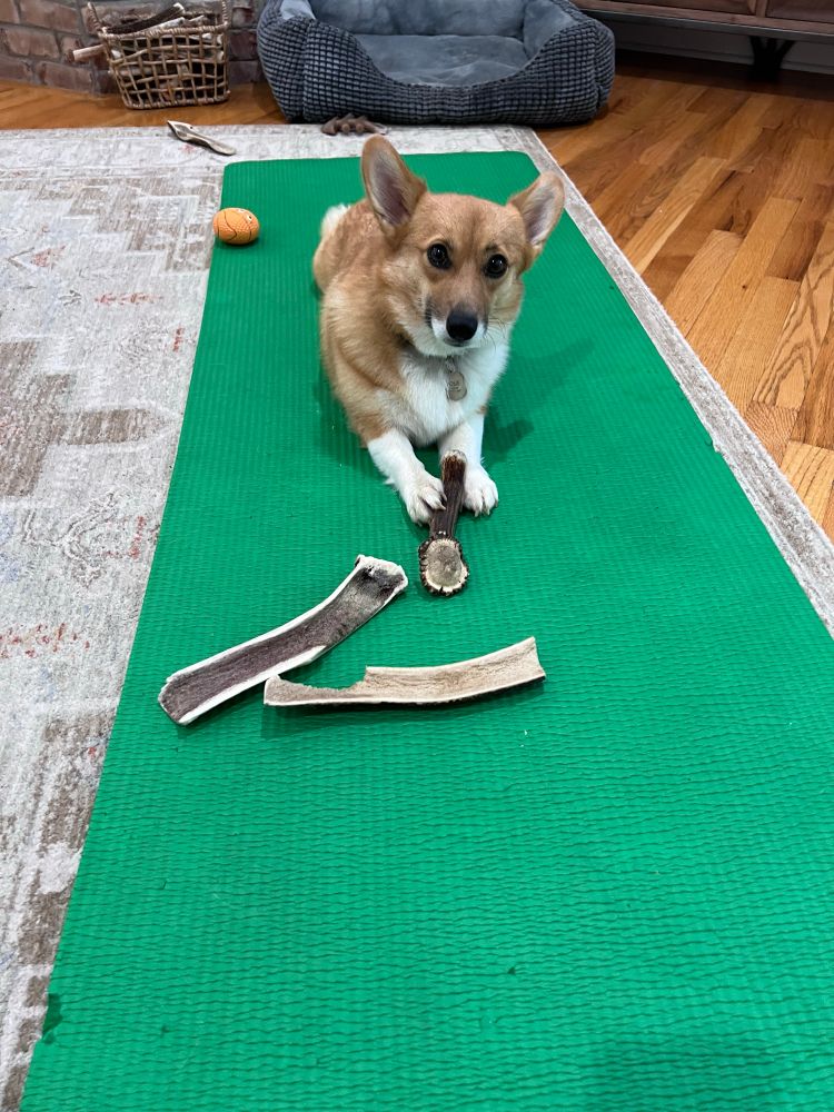 Posie exercising