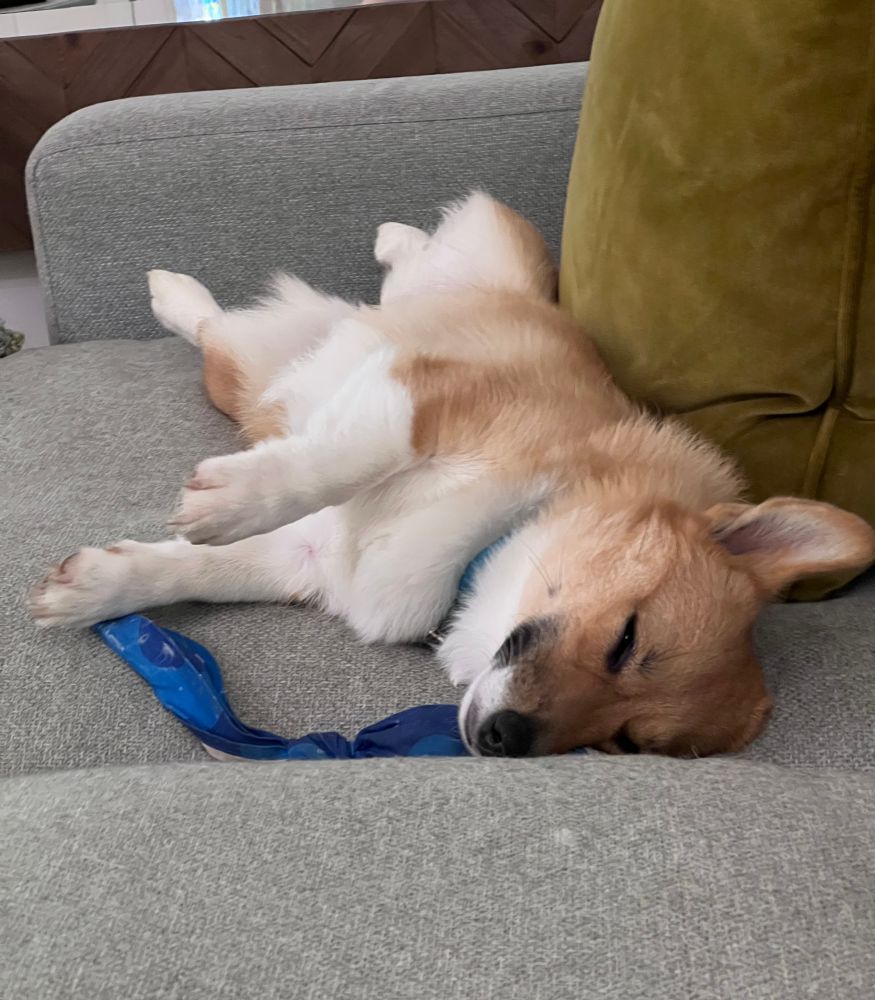 Sleepy Posie
