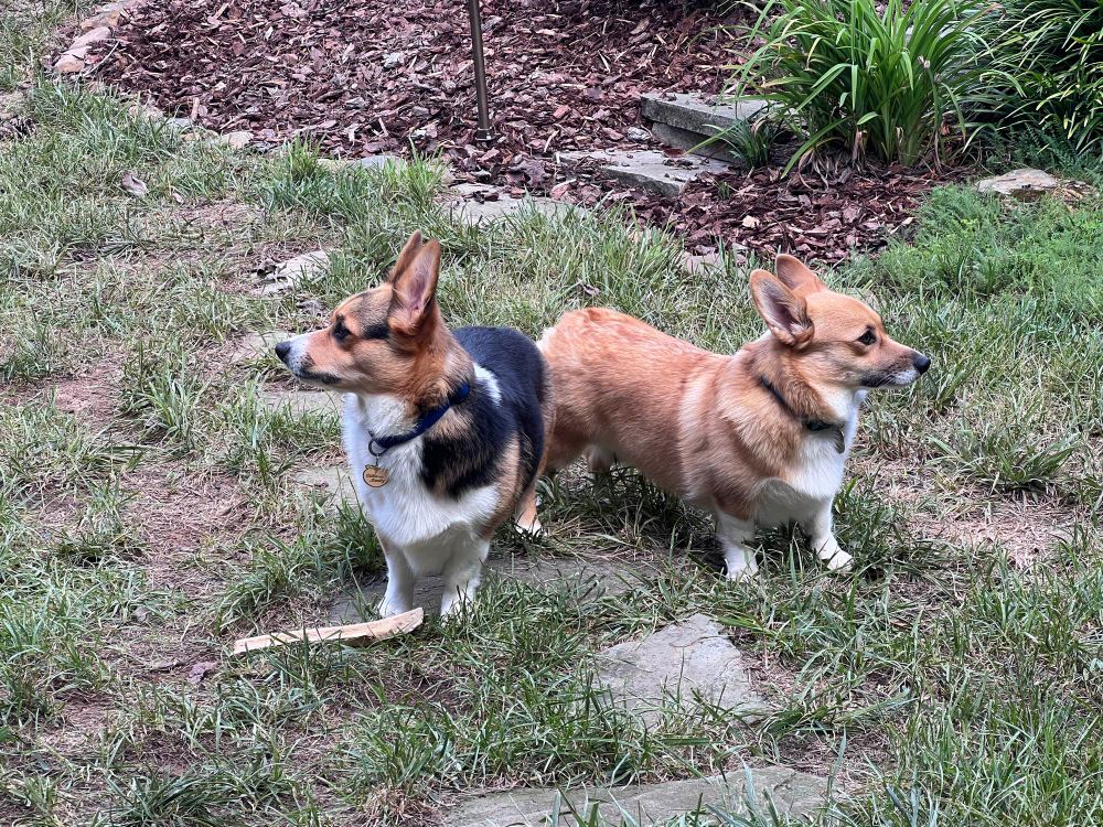 Two corgis looking away from each other
