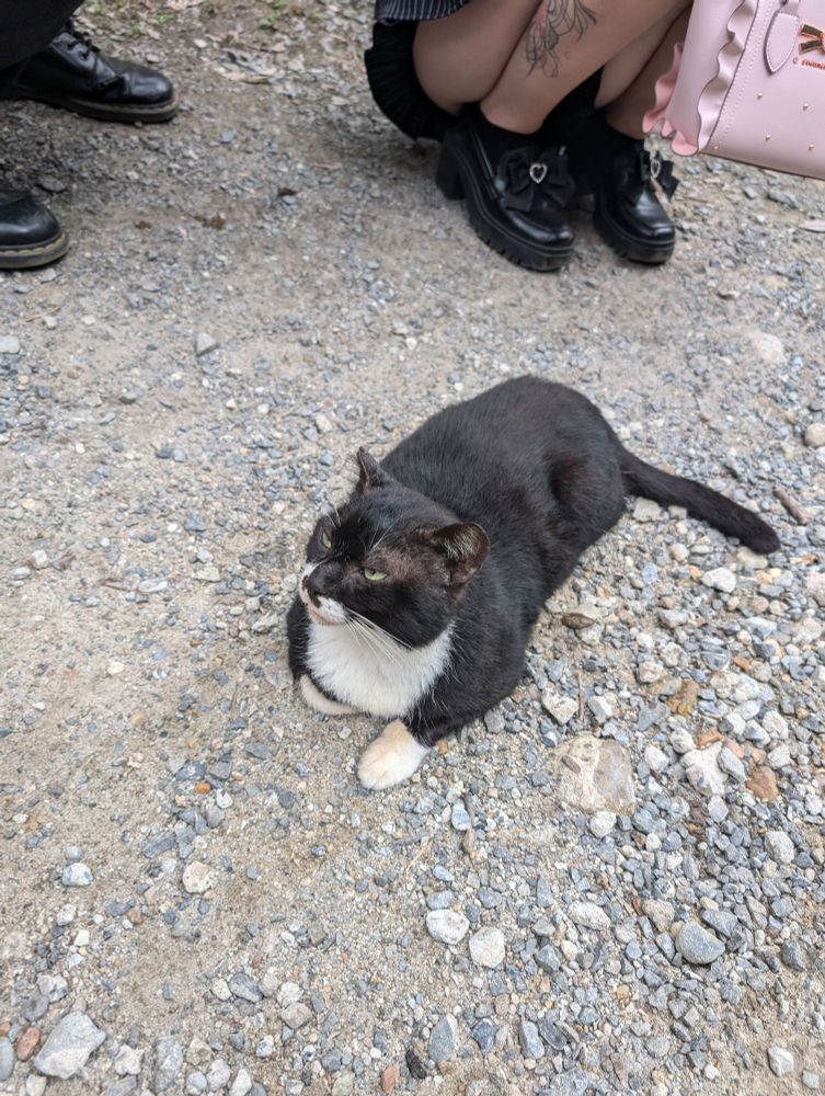 A tuxedo coat cat with green eyes laying on the floor being very relaxed
