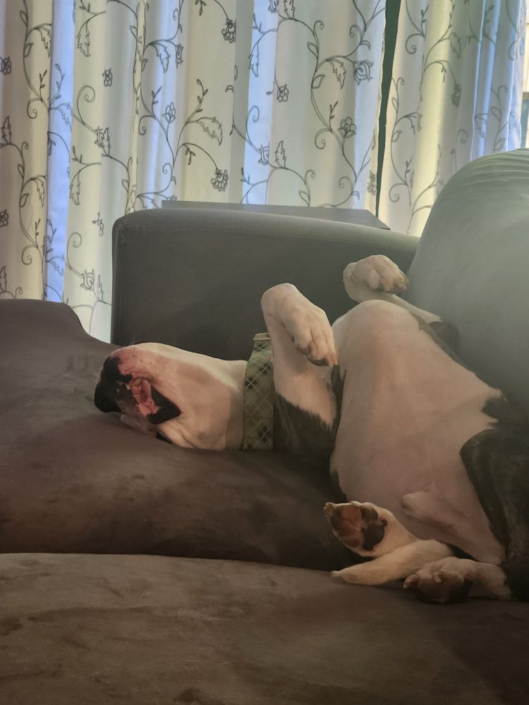 Adorable pit bull laying on his back on a brown couch with white curtains in the background