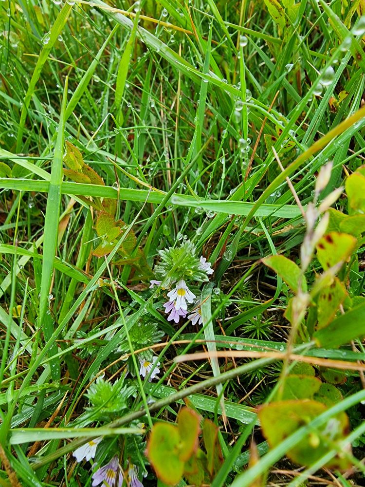 Euphrasia nemorosa, Common Eyebright 