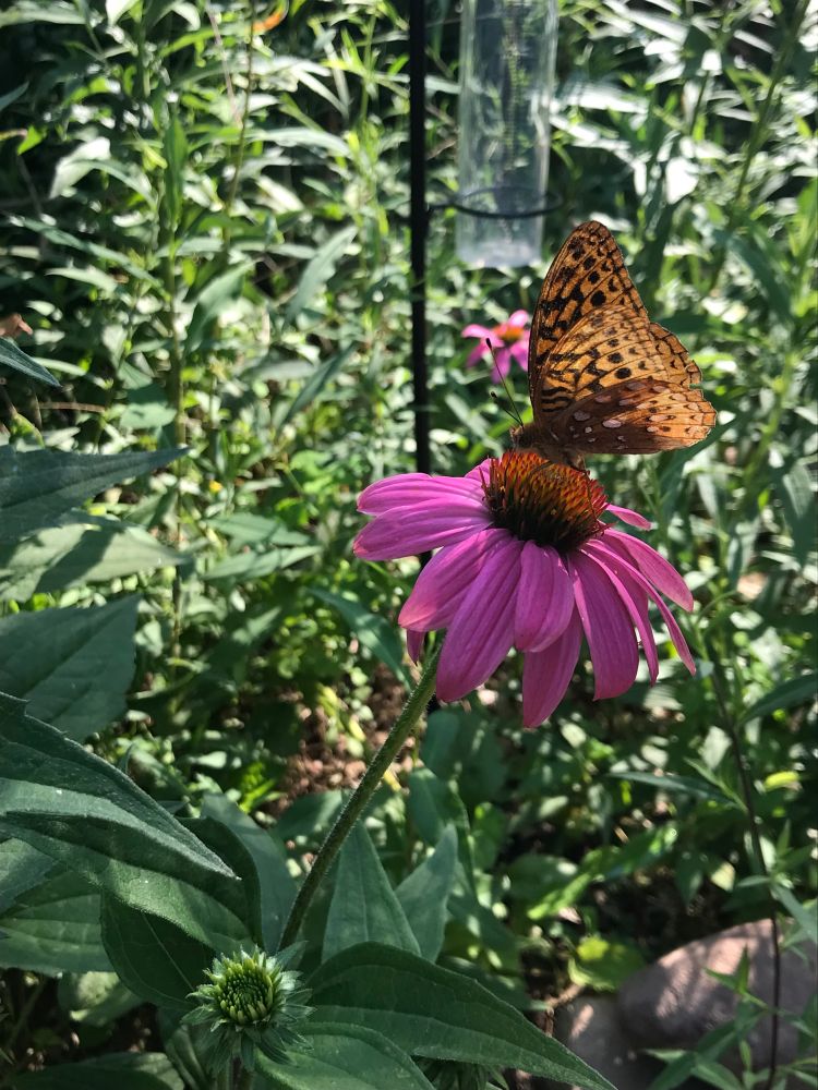 Photo of a large orange butterfly with white and black markings. It sits on a purple coneflower.
