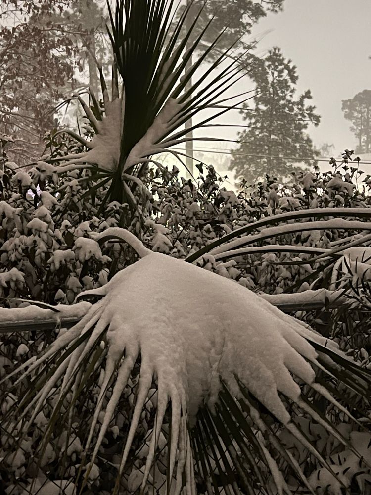 A palm tree frond weighed down by snow