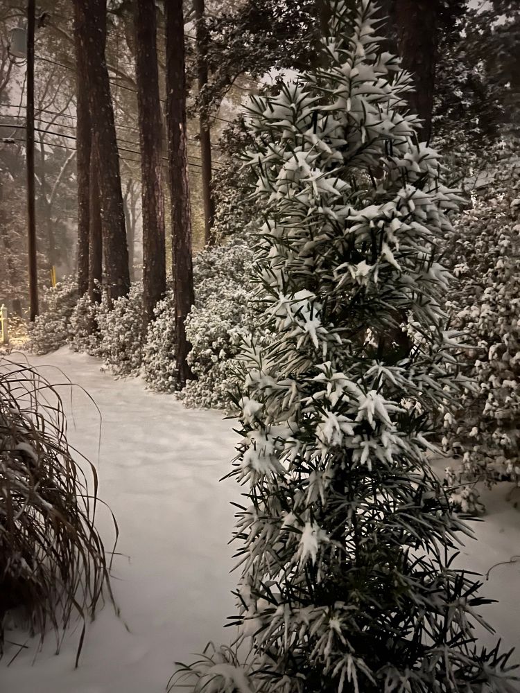 A nighttime snowy scene - a path through snow covered foliage, backlit by street lights