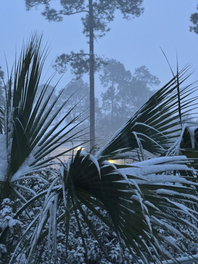 Snow on fan palm leaves