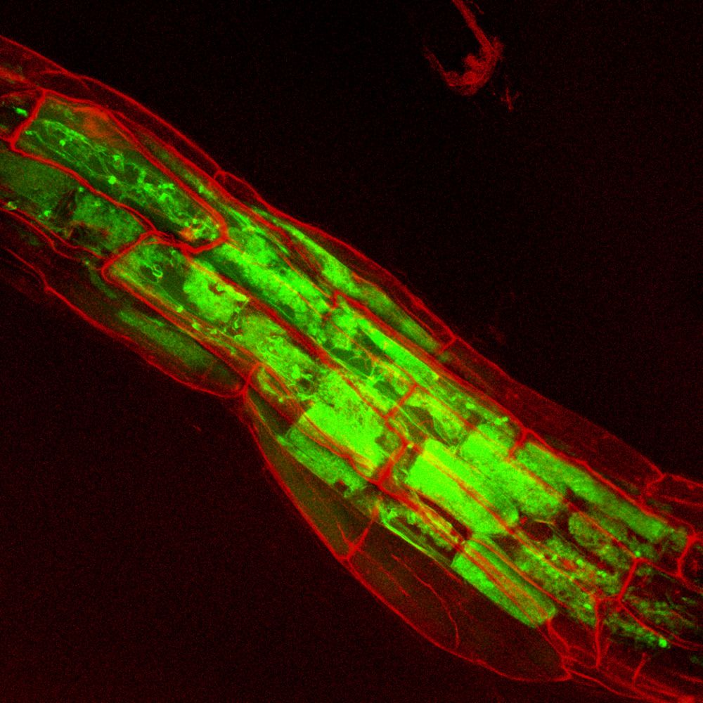 Behind the Paper: Phytophagy impacts the quality and quantity of plant carbon resources acquired by ...