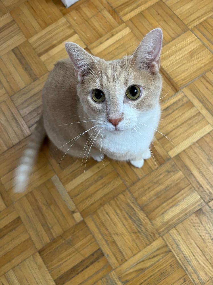 Freddie. Orange buff cat standing on a wood floor looking up. Looking cute af! 🧡