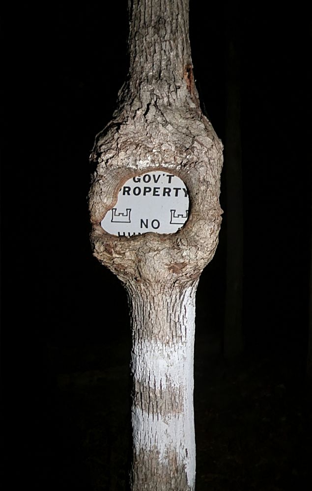 A tree growing to consume a government property no tresspassing sign which was posted to it