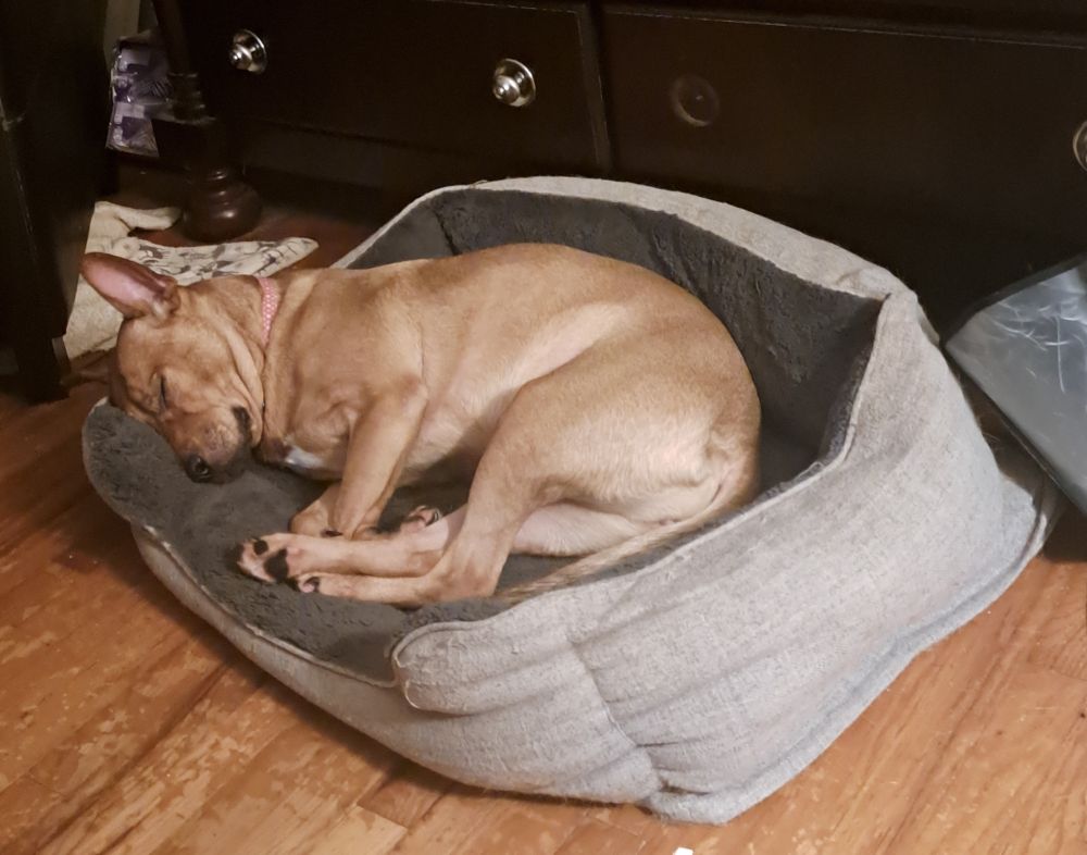 A tan colored dog sleeps on a gray dog pillow.