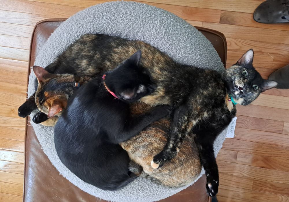 Three cats--two adults and one half-grown kitten--snuggling piled on top of one another in a bed meant for a single cat.