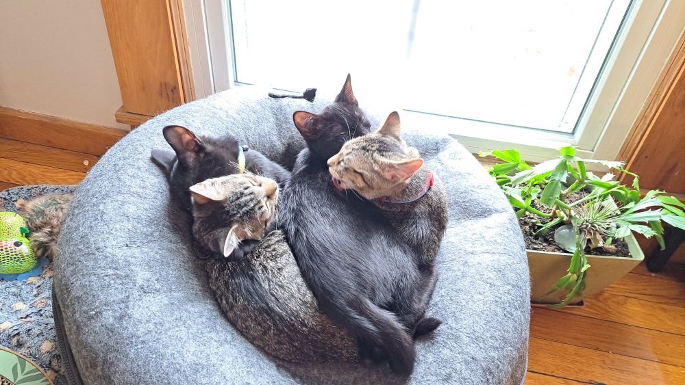 4 3-month-old kittens piled in the top of a wool cat donut together. 2 kittens are standard gray mackerel tabbies and 2 are black. One tabby has been caught mid-lick as she grooms one of the black kittens.