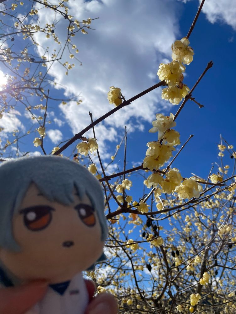 黄色い蝋梅とネロのぬいぐるみの写真