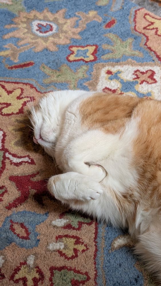 Orangw cat sleeping on his back with paws adorably curled up