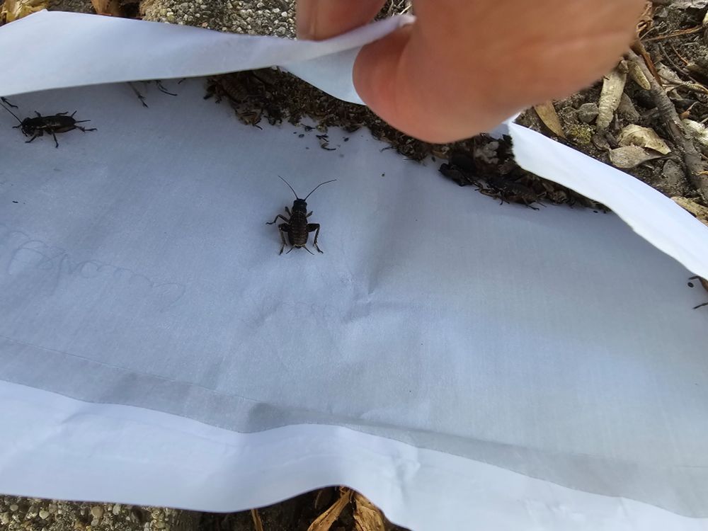 Ein geöffneter Briefumschlag mit Heimchen drin