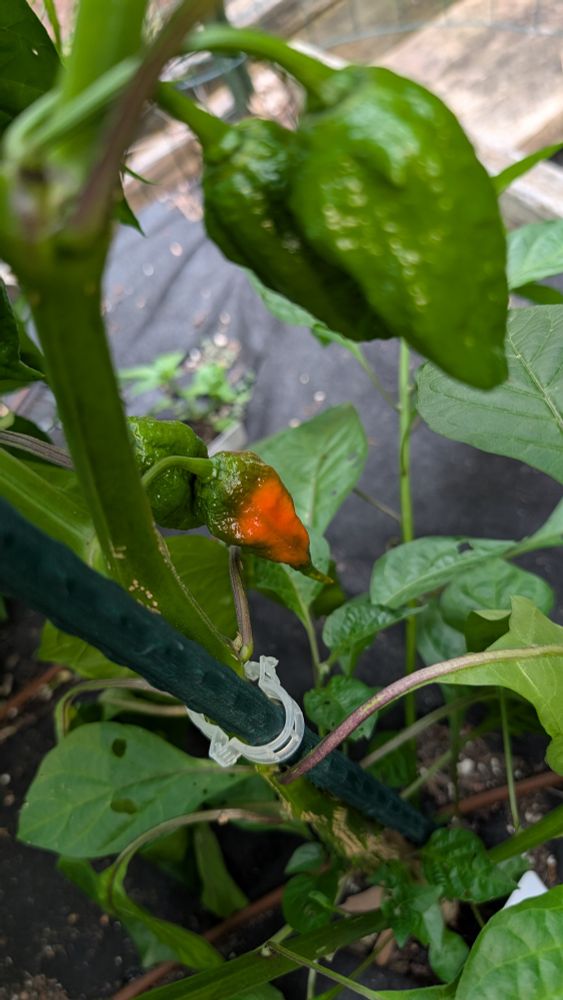 A Dorset Naga chilli pepper just starting to ripen from green to red. This is one of the hottest pepper strains.