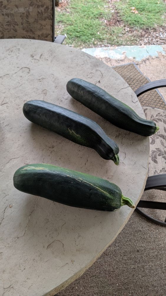 Three large green zucchinis/courgettes sitting on a patio table. I should have imcluded scale, but they are easily forearm size!