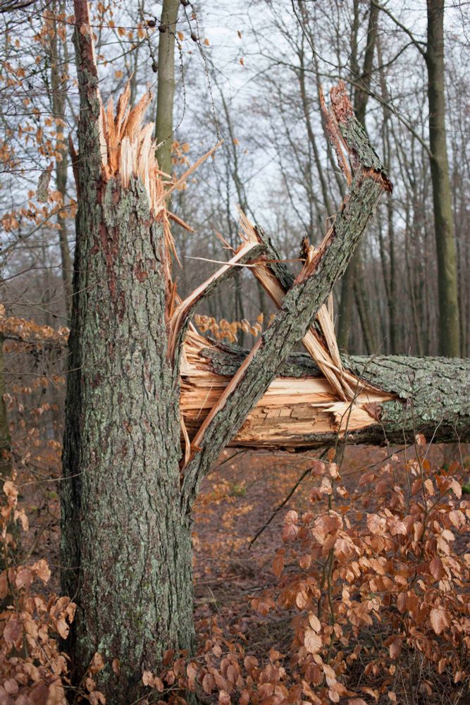 Ein Baumstamm der vom Wind umgestürzt wurde. Die zersplitterte und zerfaserte Bruchstelle ist im Bildmittelpunkt, im Hintergrund Wald, die Bäume haben keine Blätter mehr.