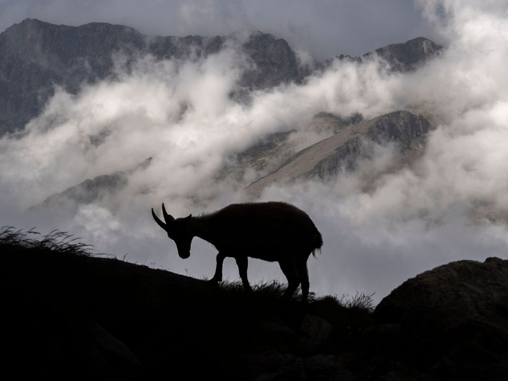 Im Hintergrund Wolken vergangene Berge, im Vordergrund eine schwarze Silhouette von einem jungen Steinbock auf einem Hang