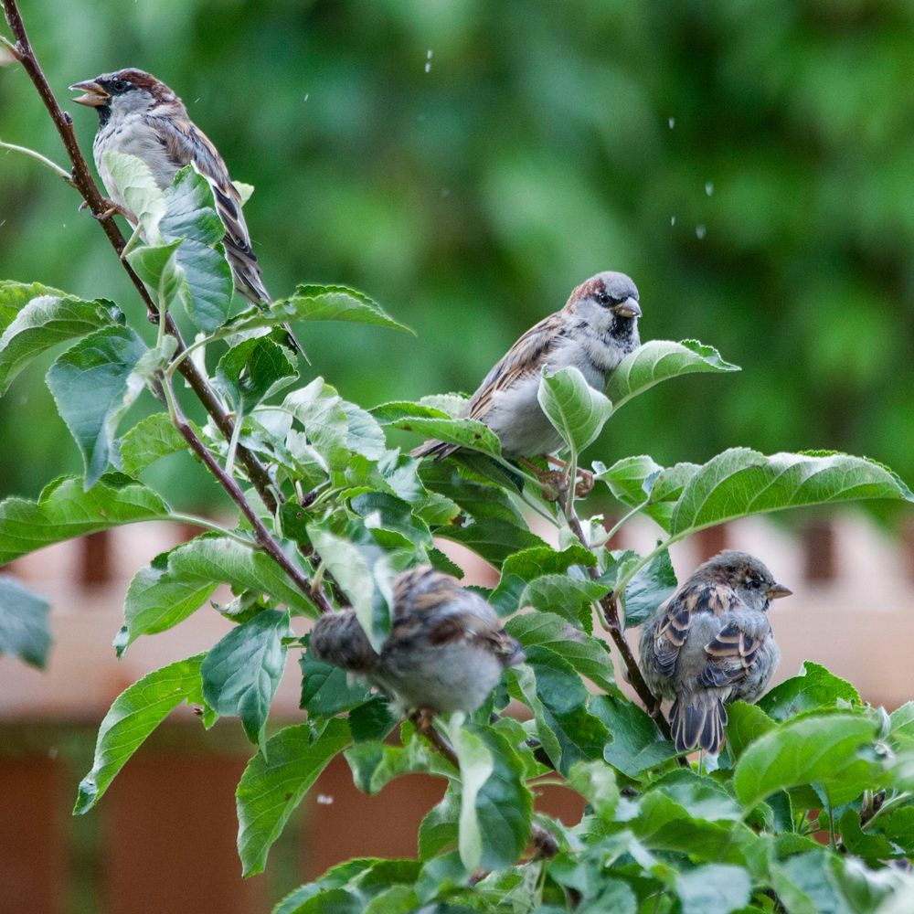 Auf junfen Trieben mit grünen Blättern sitzen vier Spatzen, einer zupft an einem Blatt. Ein paar Regentropfen fallen.