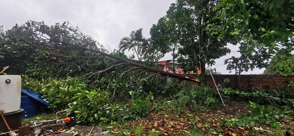 foto de um jambeiro partido ao meio, no sentido vertical. metade dele está caída no chão e metade de pé 