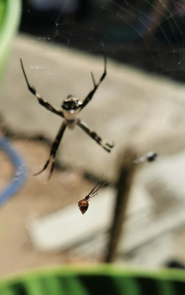 foto com duas aranhas na teia: uma do tipo prata em segundo plano e outra bem menor em primeiro. essa bem menor tem a bunda douradinha. 