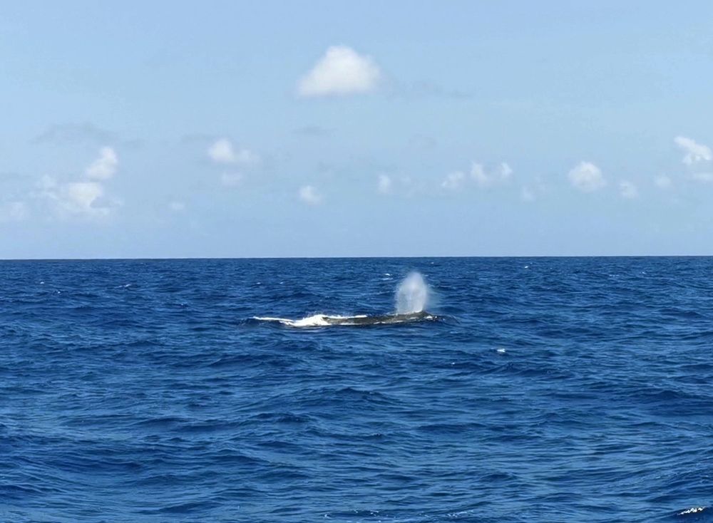foto em alto mar, tudo azul, e lá longe um borrifo de baleia jubarte 