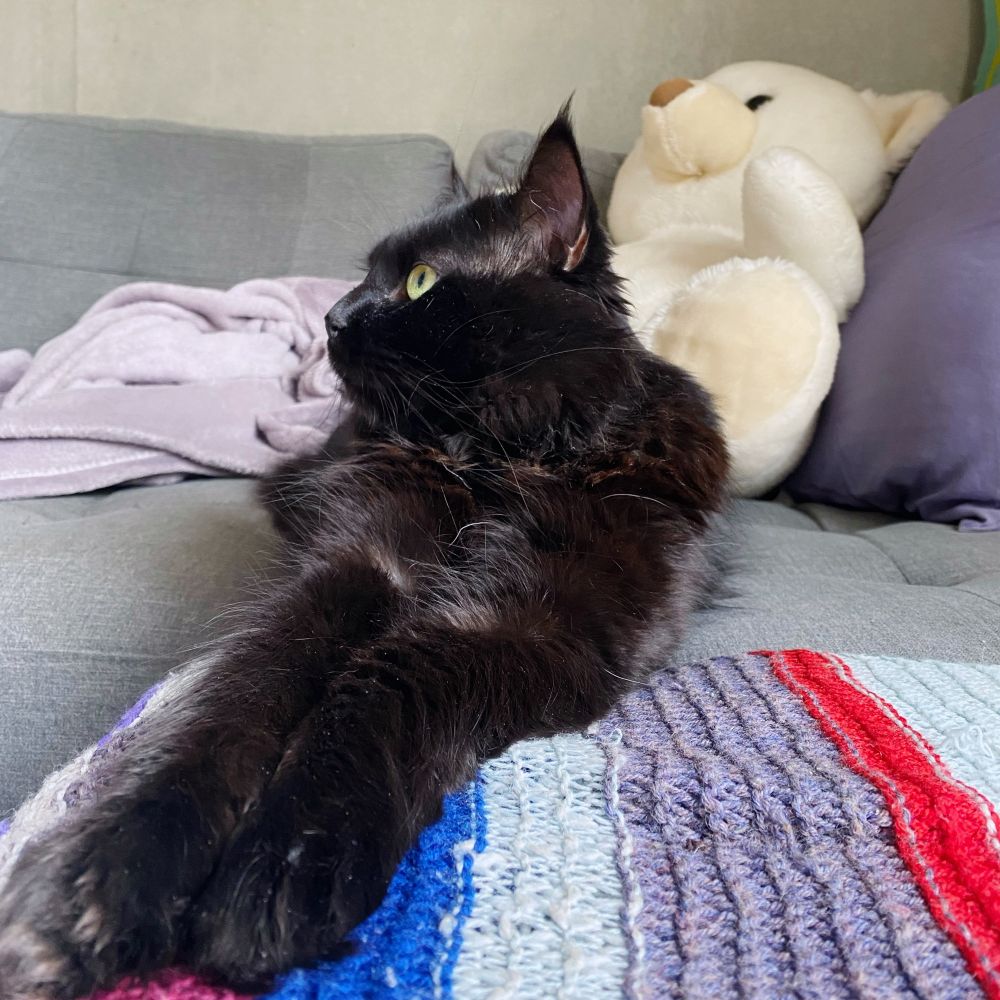 My fluffy black cat looking regal while lounging on the sofa.