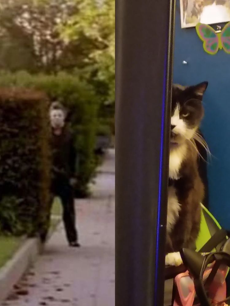 Michael Myers from Halloween in the white mask half hiding behind a green bush stalking you next to a picture of my black and white tuxedo cat half hiding behind a black screen with a scowl like he wants to end my life.