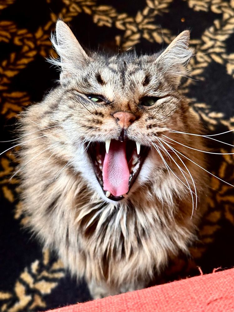 cat yawning 