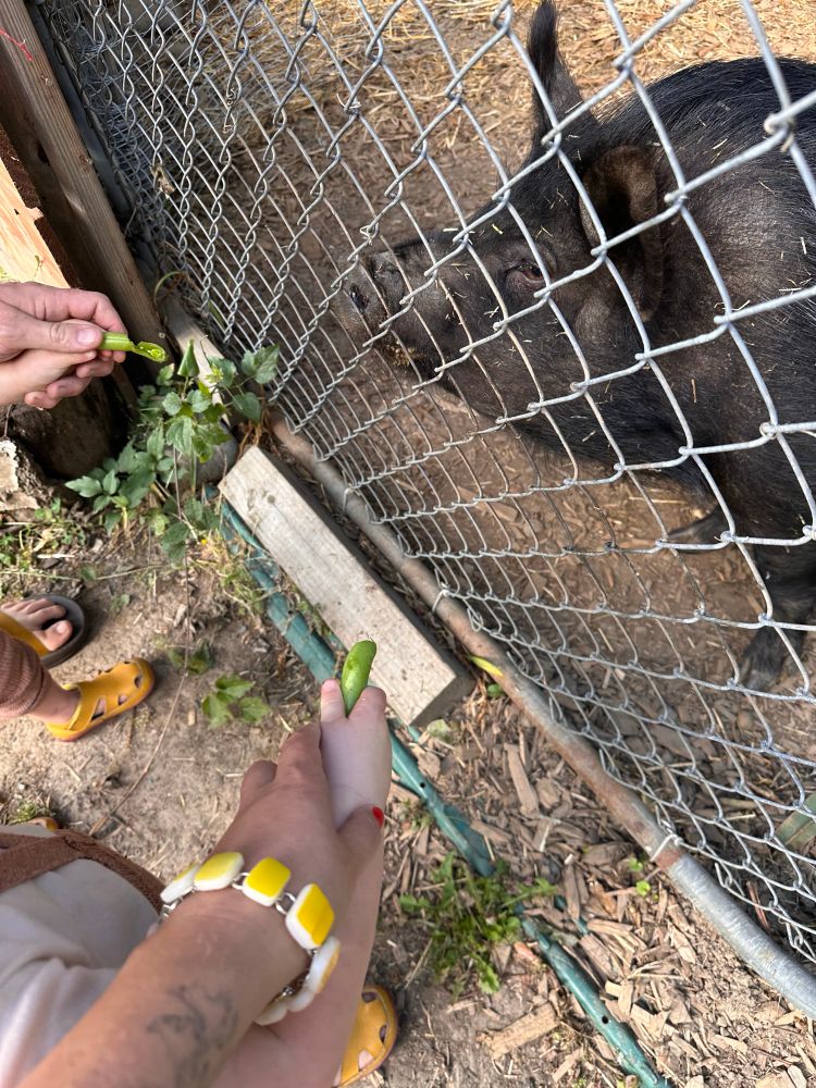 two babies feed pig peas 